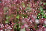 Gold Variegated London Pride, Robertsoniana Saxifrage